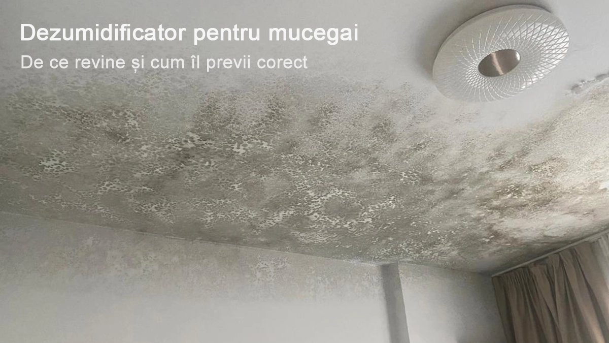 Mucegai extins pe tavan și perete exterior într-un apartament cu umiditate ridicată